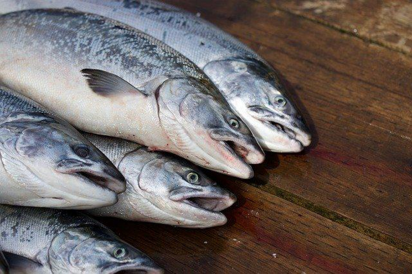 Webinar: WTO fiskerisubsidier: hvilke konsekvenser har det for fiskersamfunn?
