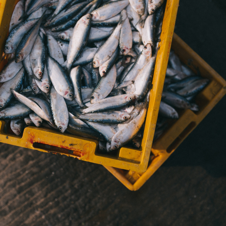 Analyse av forhandlingene om fiskerisubsidier i WTO