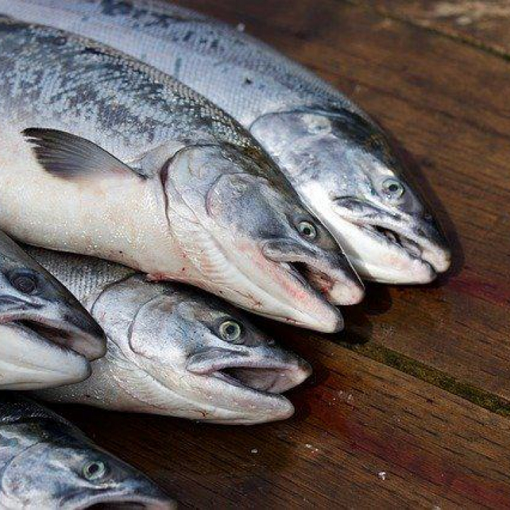 Webinar: WTO fiskerisubsidier: hvilke konsekvenser har det for fiskersamfunn?